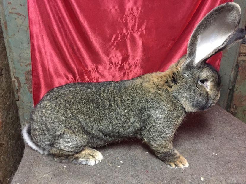 RO 188 1510(M1) - MASCULI UGG 2017