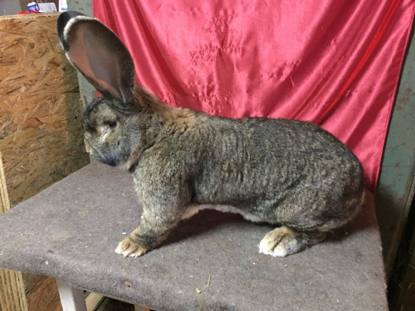 9,2KG - MASCULI UGG 2017