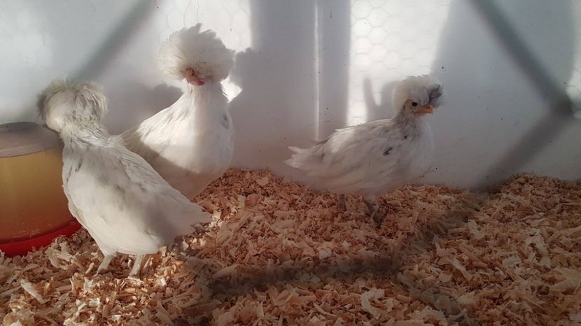 motate olandeze - MATERNITATE