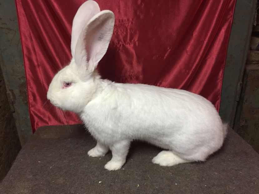 RO 352 5616 - MASCULI UGA 2017