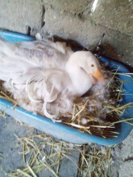  - Incubatoarele in functiune