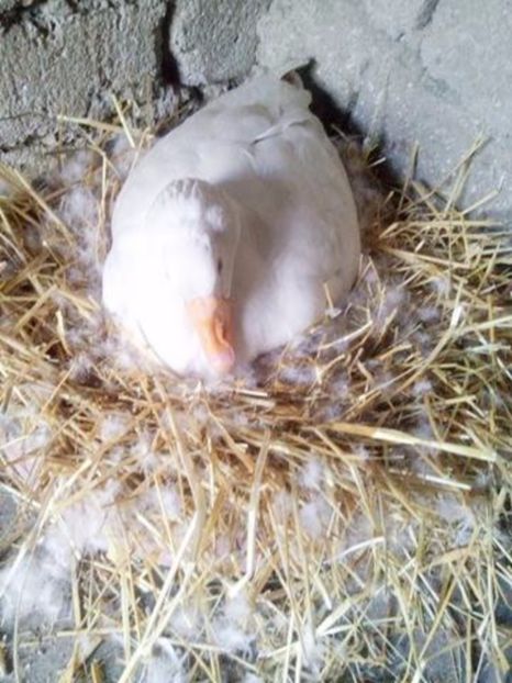  - Incubatoarele in functiune