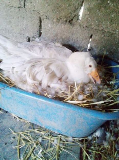  - Incubatoarele in functiune