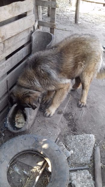  - pasari SI PORUMBEI