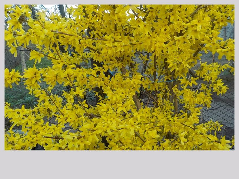 - Primavara  in gradina 2015-2016-2017