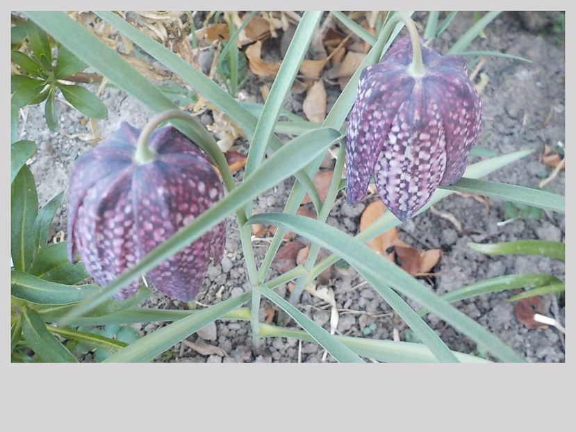  - fritillaria meleagris