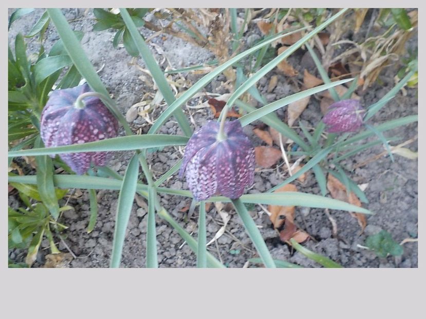  - fritillaria meleagris