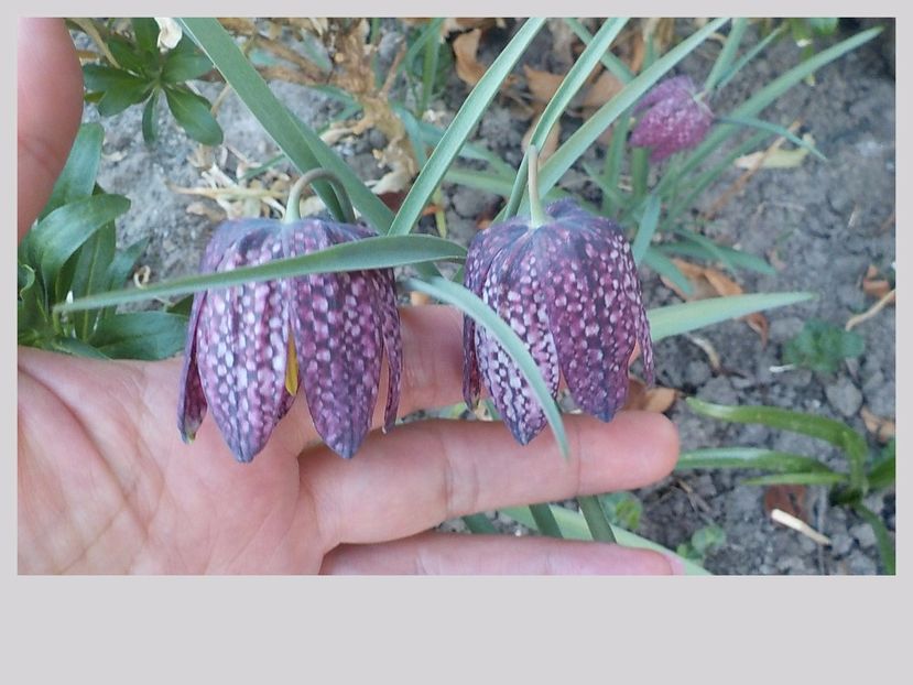  - fritillaria meleagris