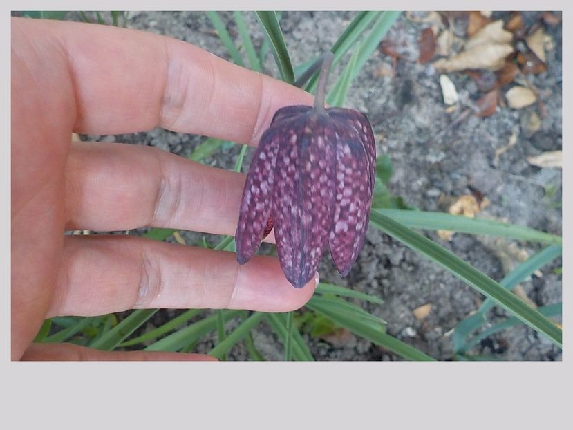  - fritillaria meleagris