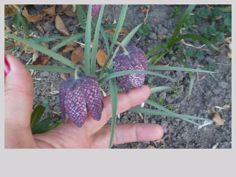  - fritillaria meleagris