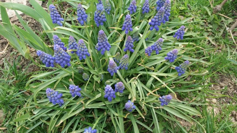 Muscari armeniacum - Gradina 2017