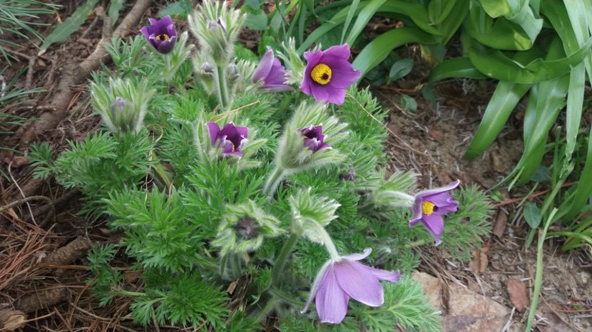 Pulsatilla vulgaris - Gradina 2017