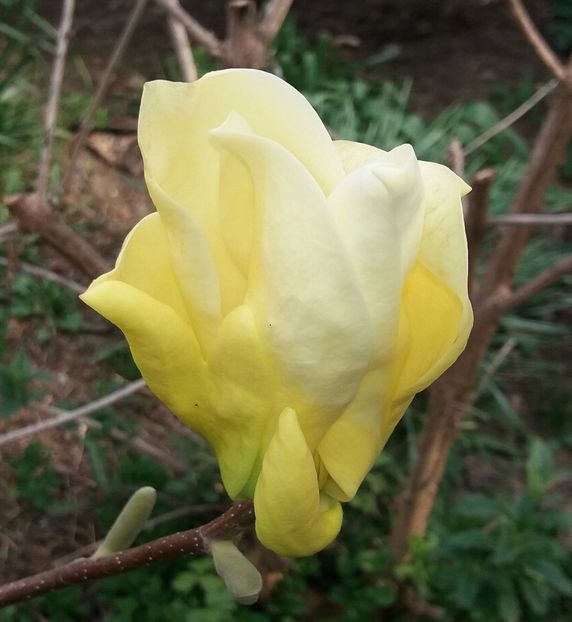 magnolia Yellow River - Gradina 2017