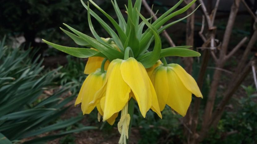 Fritillaria imperialis Aurea - Gradina 2017