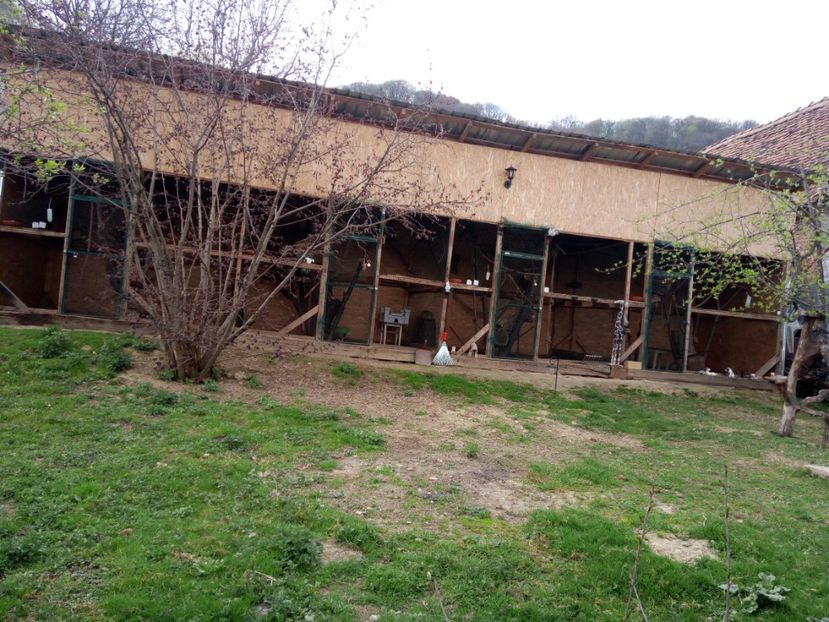  - veverite autohtone