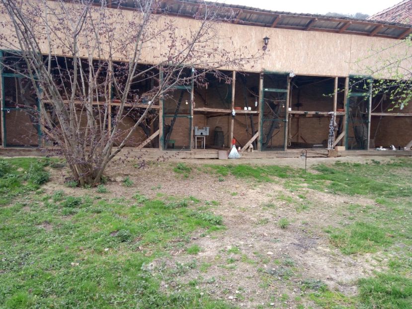 Volierele mele - veverite autohtone