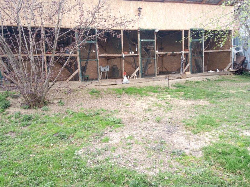 Volierele mele - veverite autohtone