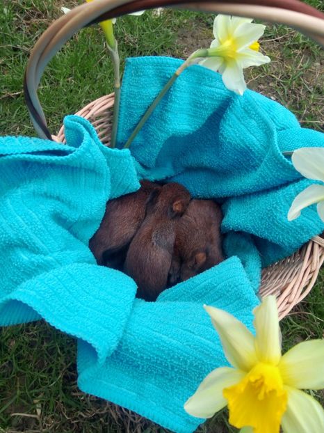 Pui 2017 - veverite autohtone