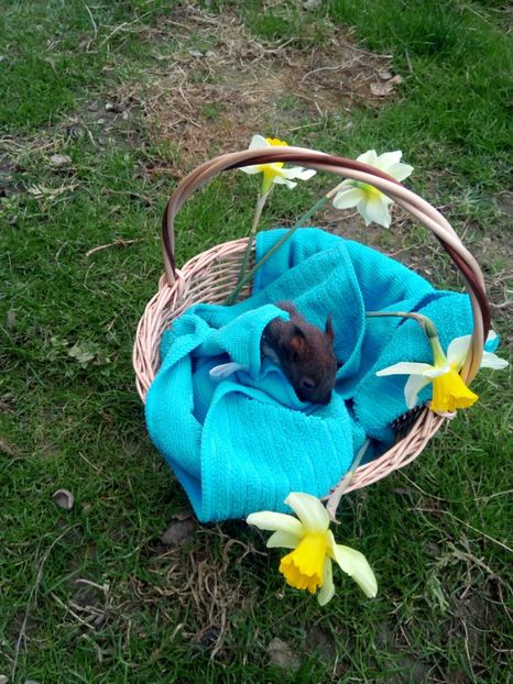  - veverite autohtone