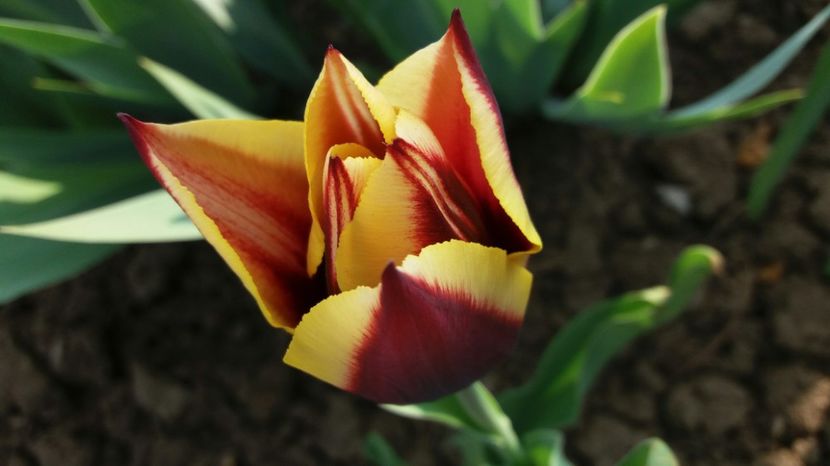 RABADABA_20170406_173223_-2081879379 - Primavara lui 2017