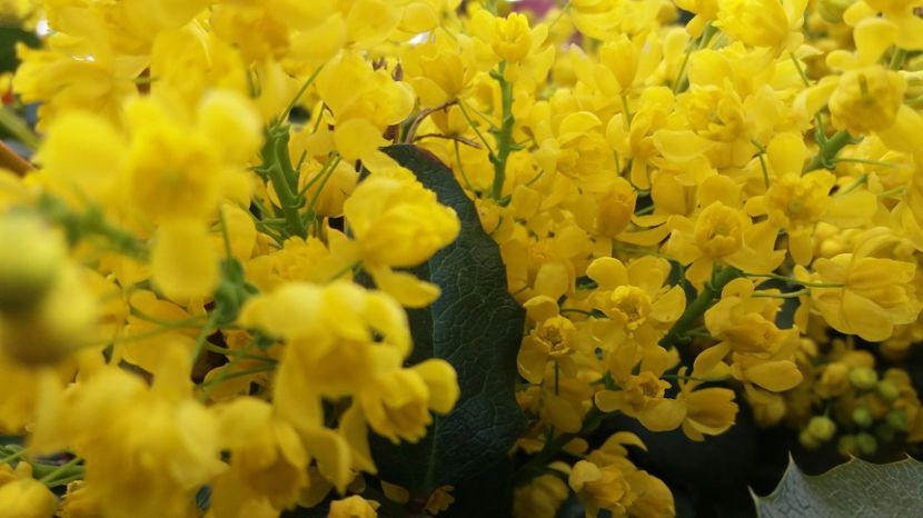 RABADABA_20170406_172042_1042454388 - Primavara lui 2017