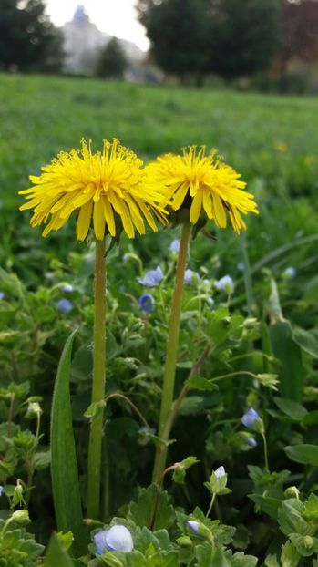 RABADABA_20170406_171552_1699764017 - Primavara lui 2017