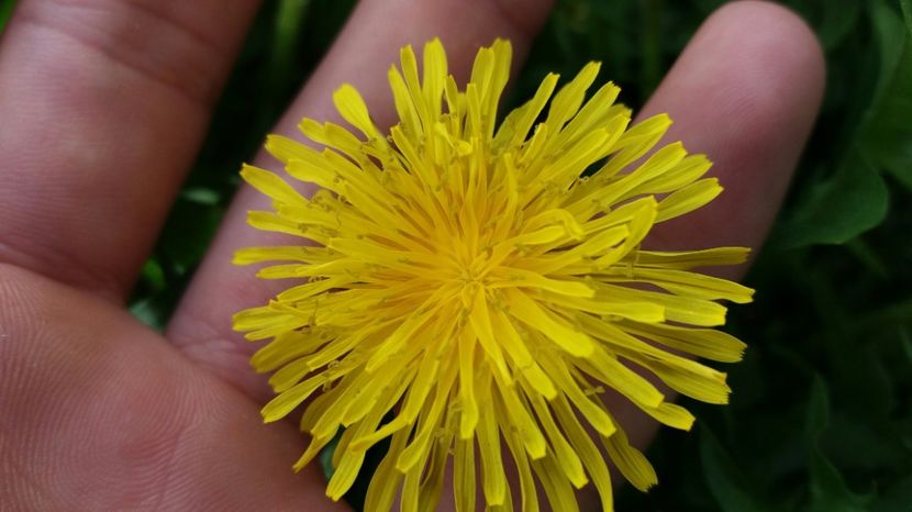 RABADABA_20170406_171316_1287018509 - Primavara lui 2017