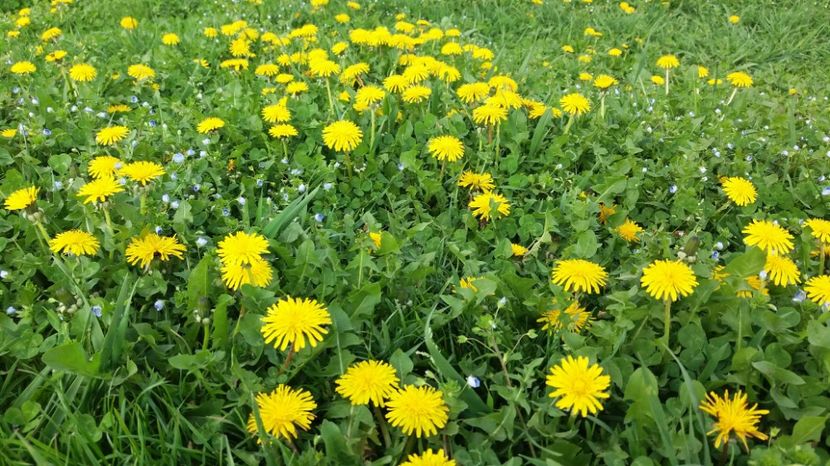 RABADABA_20170406_171145_1691085000 - Primavara lui 2017