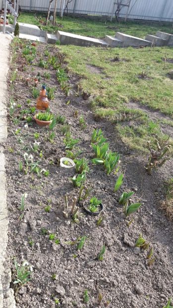 IMG-20170324-WA0022 - 000000000000001   GRADINA MEA