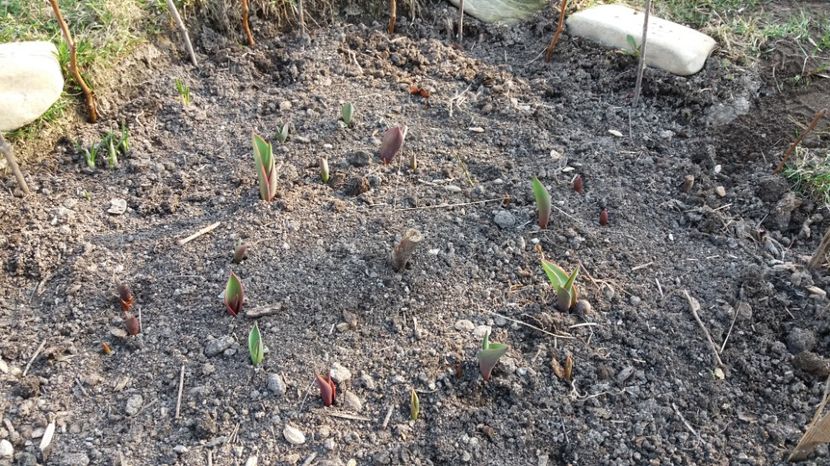  - 000000000000001   GRADINA MEA