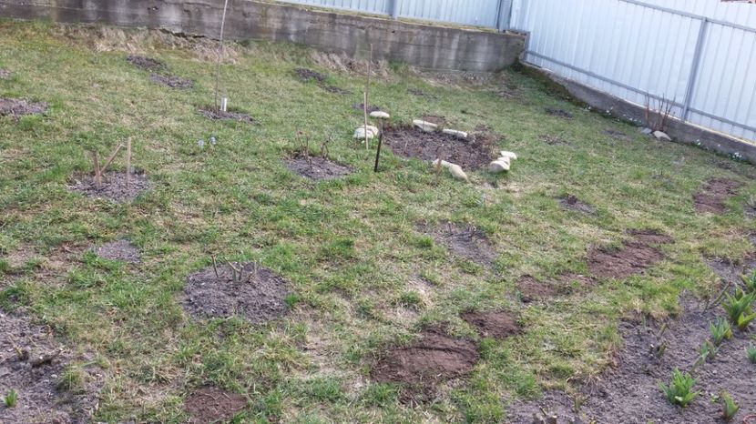  - 000000000000001   GRADINA MEA