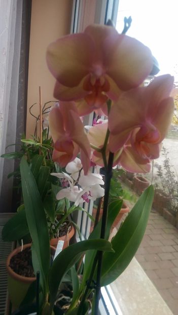  - Orchidee