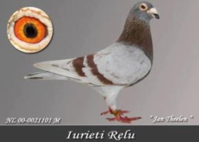 RO141448798F6 - Pasari de senzatie