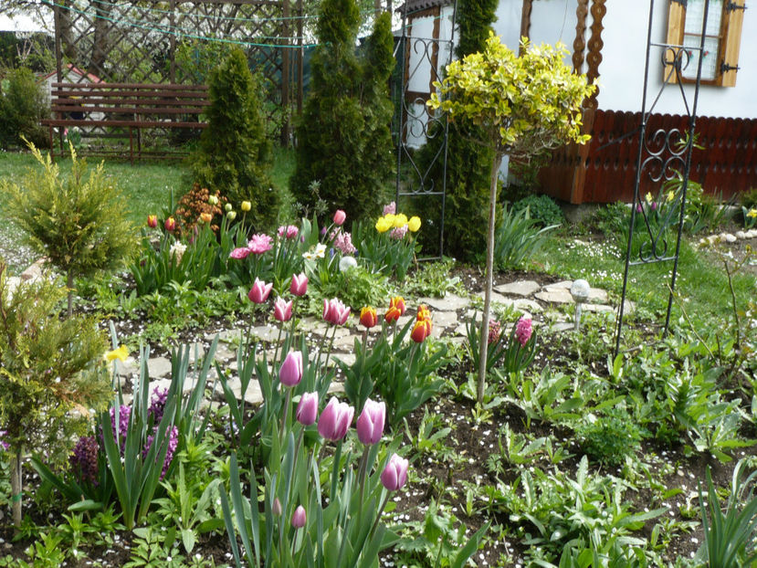7 Aprilie 2017 - 2017_Aprilie_Gradina Rozelor