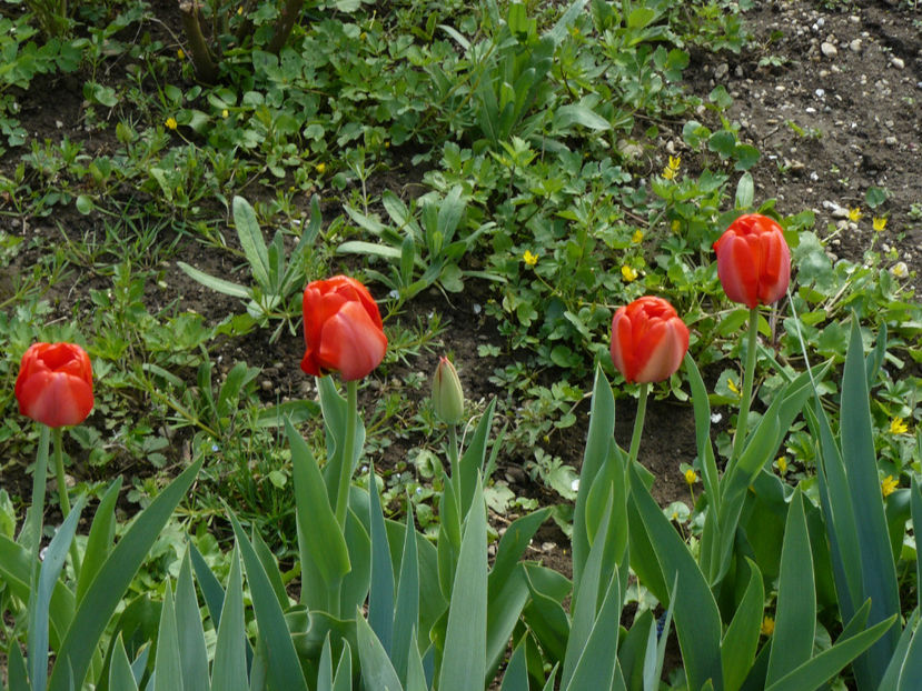 Apeldoorne - 2017 Aprilie_Idilic Garden