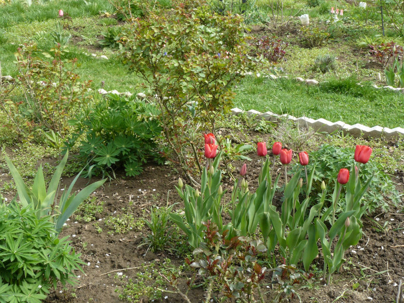 P1260184 - 2017 Aprilie_Idilic Garden