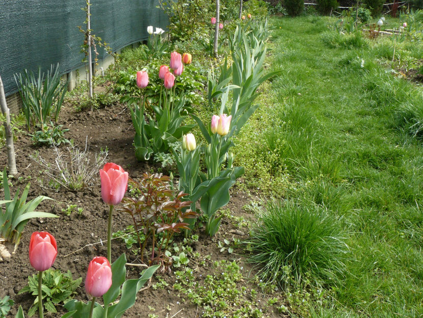 P1260215 - 2017 Aprilie_Idilic Garden