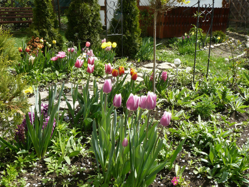 P1260228 - 2017_Aprilie_Gradina Rozelor