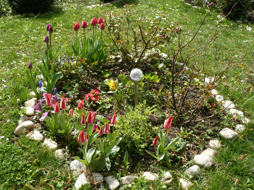 P1260251 - 2017_Aprilie_Gradina Rozelor