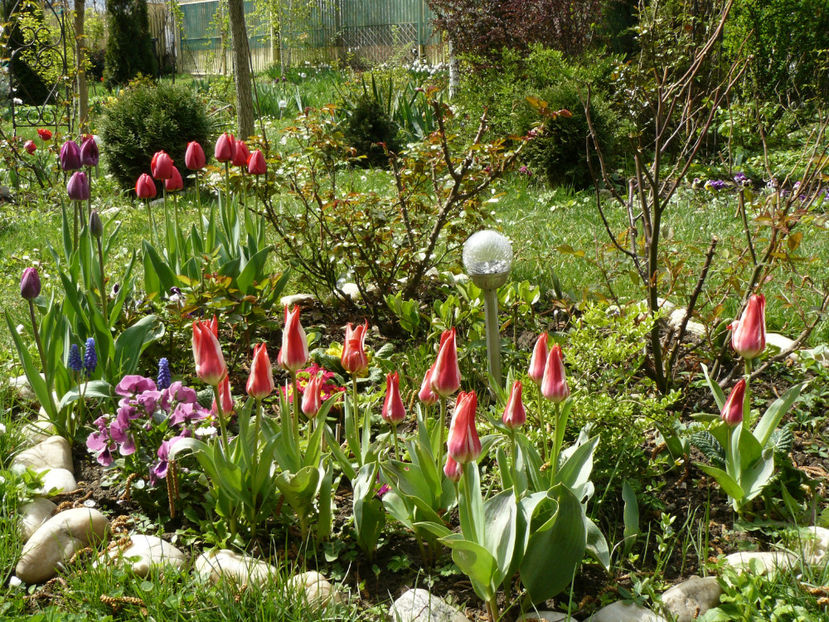 Pinochio tulips - Z_FAVORITELE gradinii mele