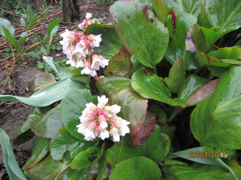  - Flori de gradina-2017 primavara