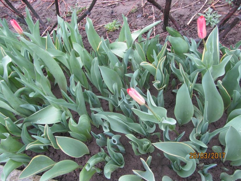  - Flori de gradina-2017 primavara