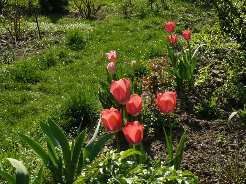 Carola, Olioulles, Van Eijk, - 2017 Aprilie_Idilic Garden