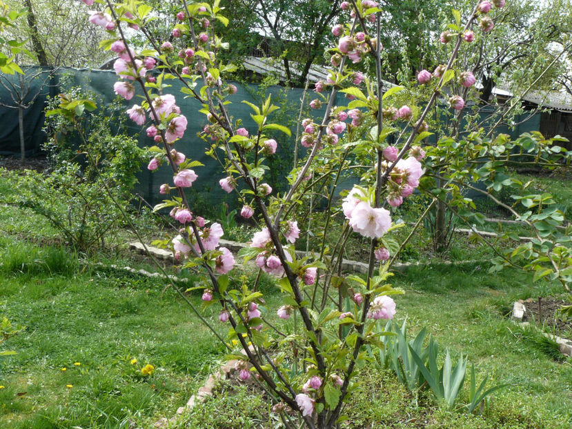 Prunus Triloba - 2017 Aprilie_Idilic Garden