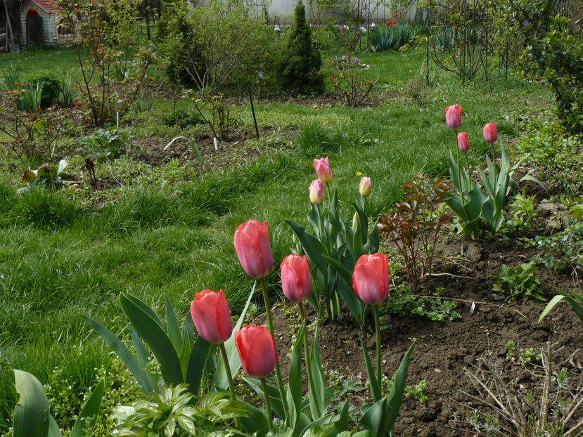 Carola si Royla van der Mark - 2017 Aprilie_Idilic Garden