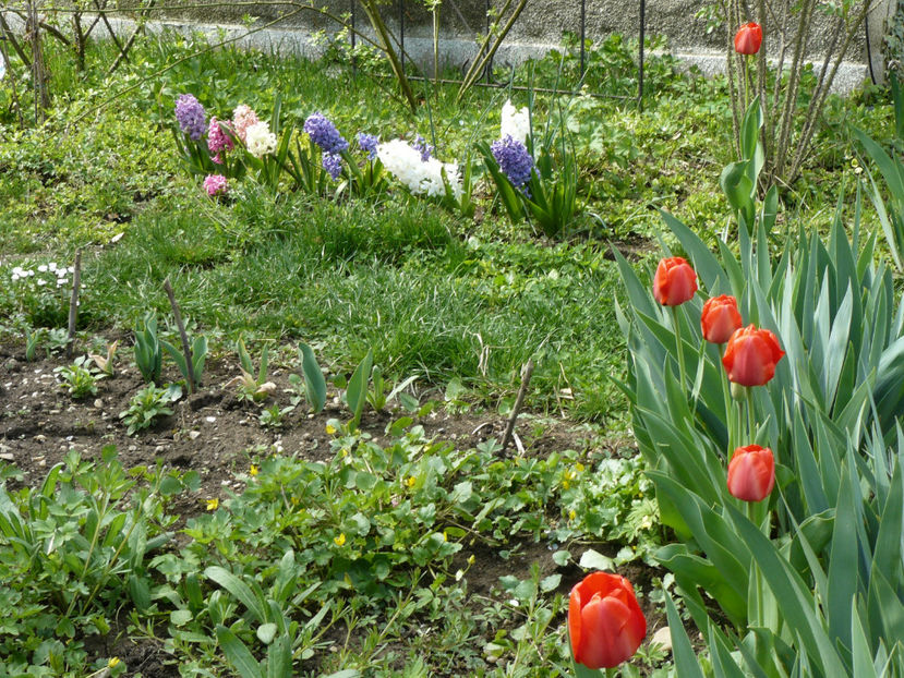 Red Apeldoorne - 2017 Aprilie_Idilic Garden