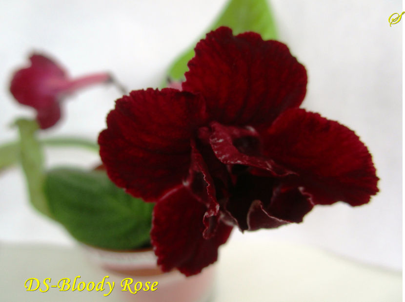 DS-Bloody Rose(7-04-2017) - Streptocarpusi 2017