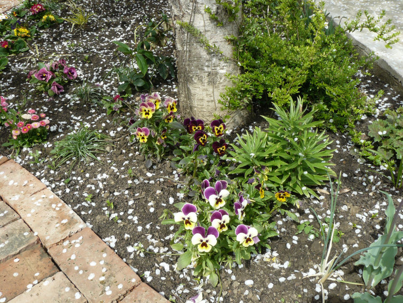 P1260389 - 2017_Aprilie_Gradina Rozelor