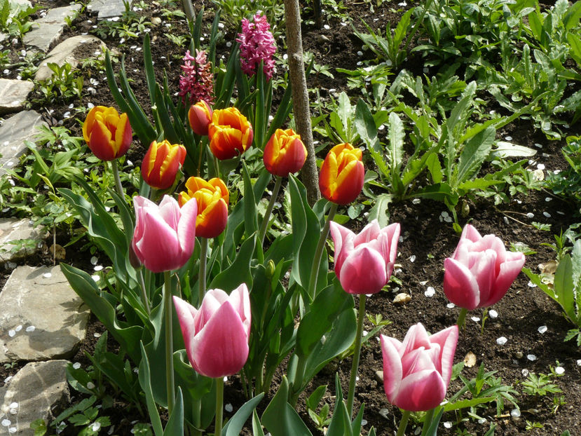 P1260393 - 2017_Aprilie_Gradina Rozelor