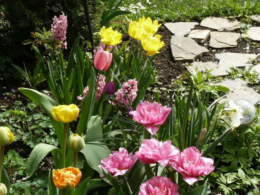 P1260395 - 2017_Aprilie_Gradina Rozelor